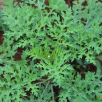 Parthenium hysterophorus L.